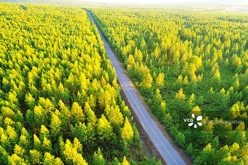 大兴安岭穿越松林的公路图片素材
