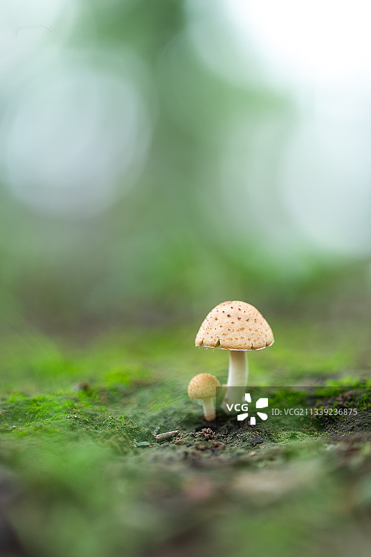 野生蘑菇大小相伴图片素材