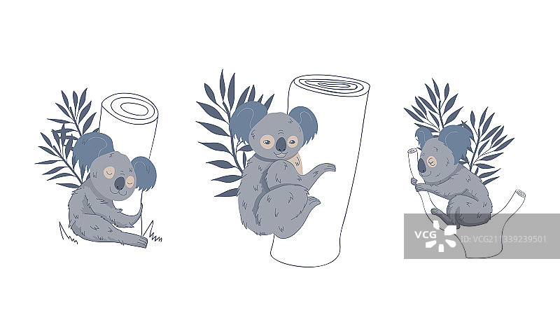 可爱的灰色考拉坐在桉树上图片素材