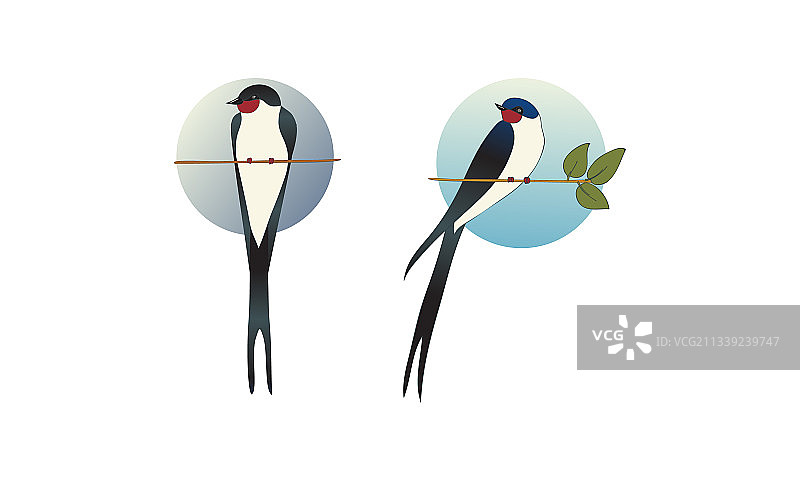 燕子或毛脚燕，长尾雀形鸟图片素材