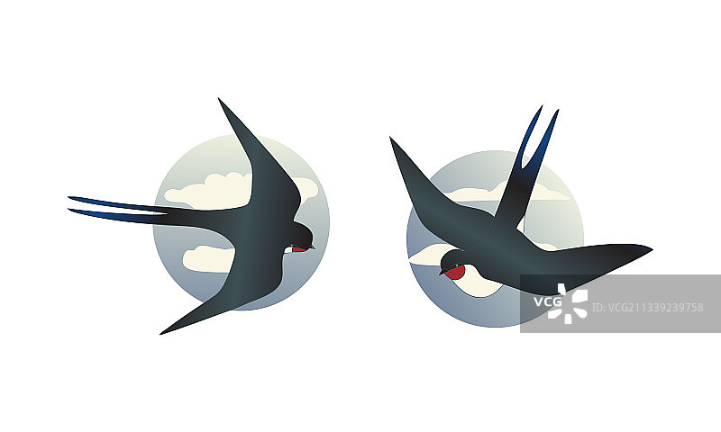 雀形目长尾燕子图片素材