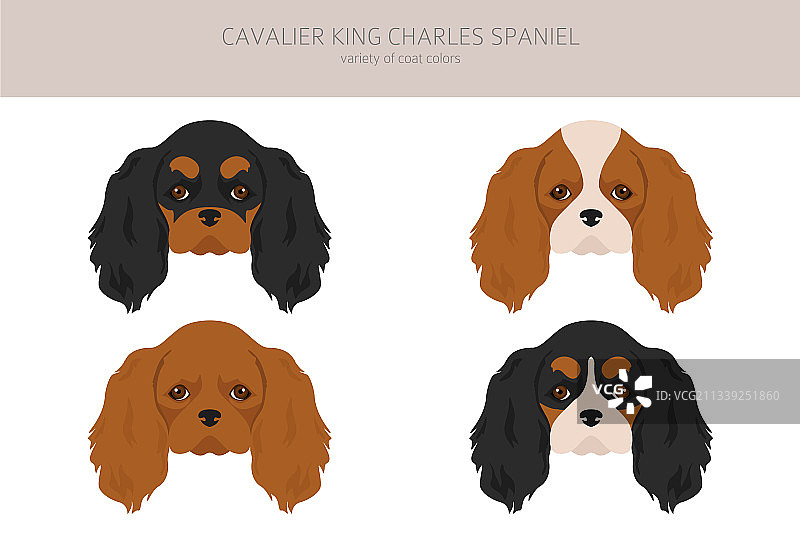 查理士王小猎犬剪贴画图片素材