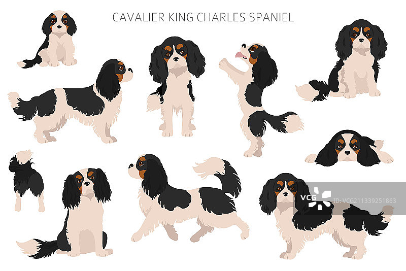 查理士王小猎犬剪贴画图片素材