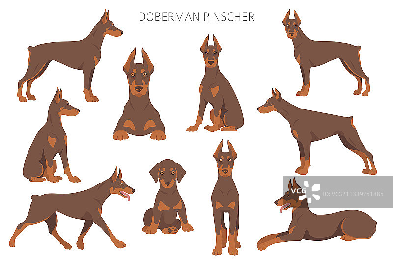 不同姿势的杜宾犬剪贴画图片素材