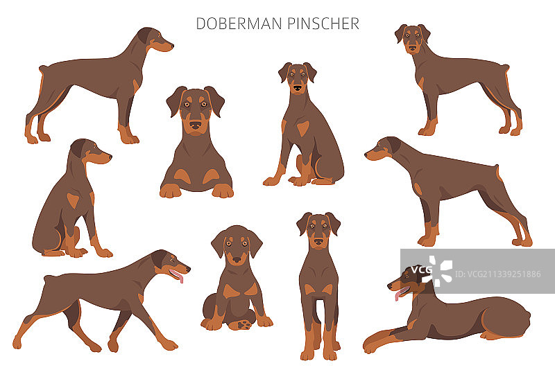 不同姿势的杜宾犬剪贴画图片素材