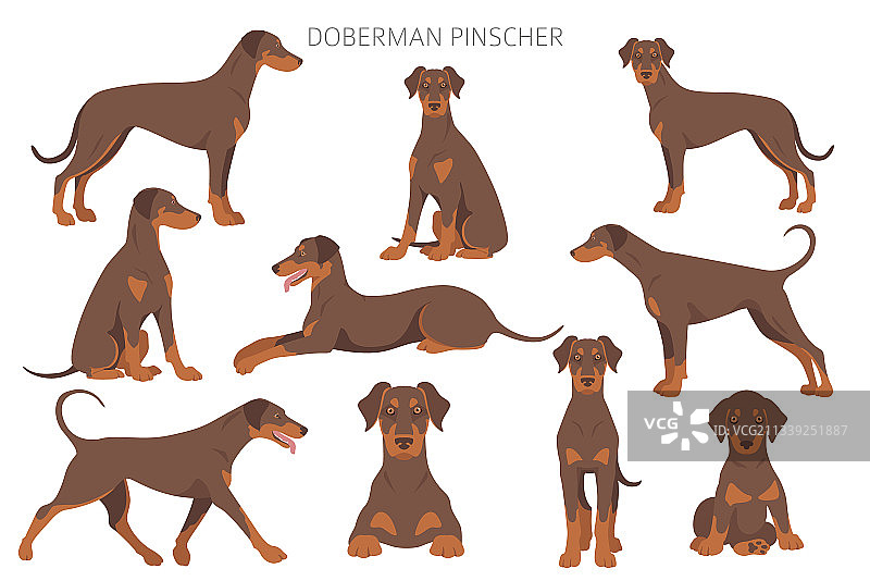 不同姿势的杜宾犬剪贴画图片素材
