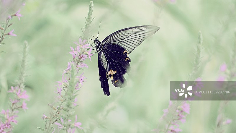 花丛中的蝴蝶图片素材