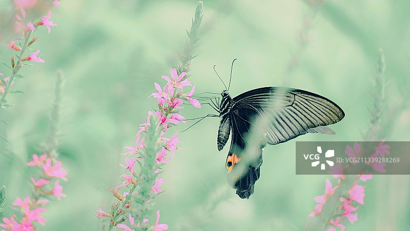 花丛中的蝴蝶图片素材