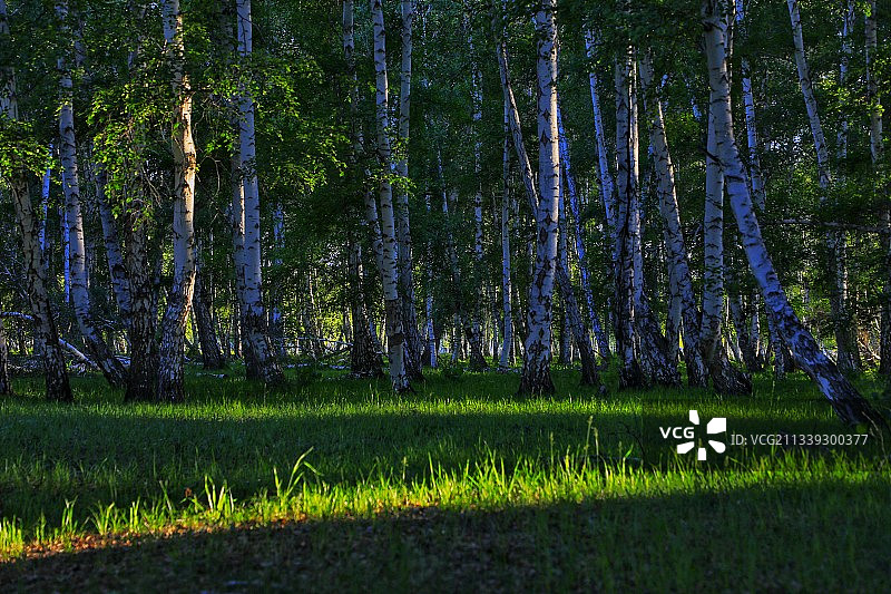 白桦丛林图片素材