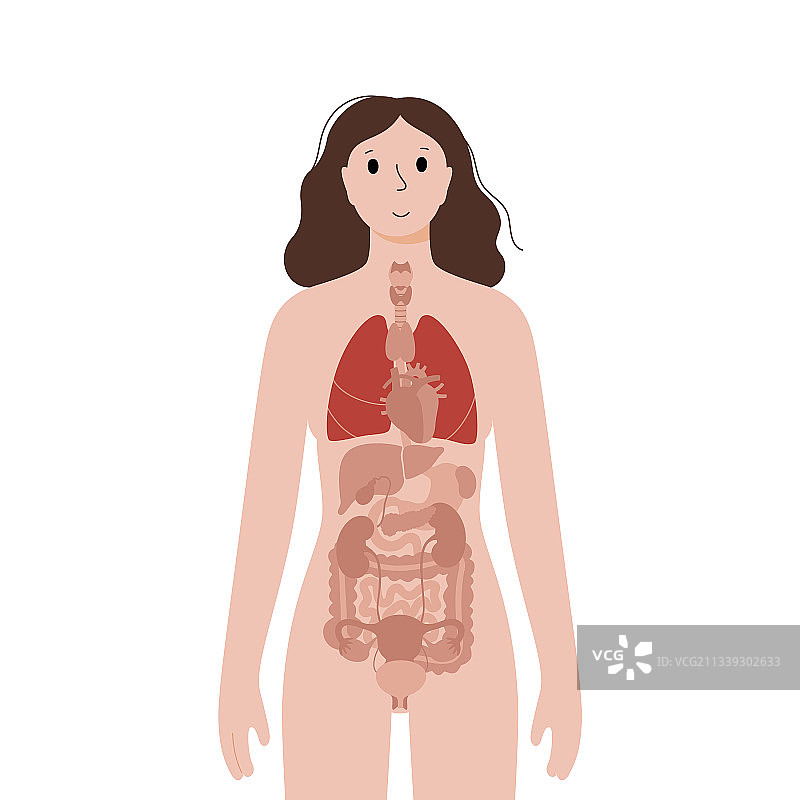 女性身体内部器官图片素材