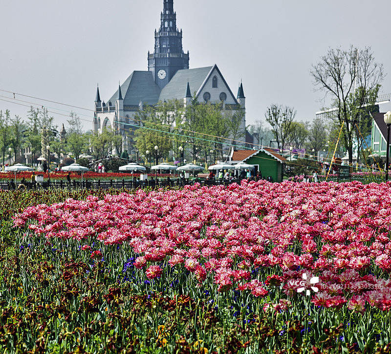2016-04-22中国，江苏省，盐城市，大丰荷兰花海图片素材