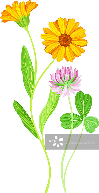 橙色金盏花和三叶草图片素材