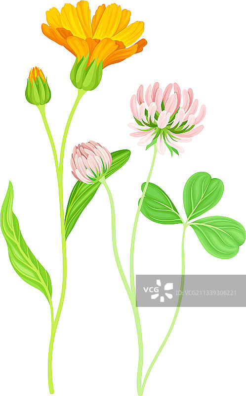 橙色万寿菊花与三叶草图片素材