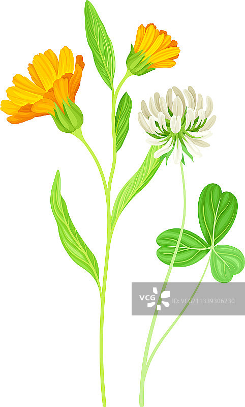 橙色万寿菊花与三叶草图片素材