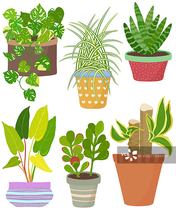 盆栽常春藤吊兰室内植物套装图片素材