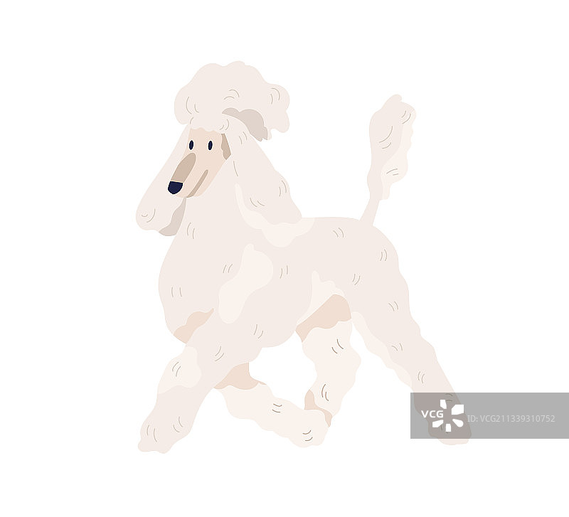 行走的白色贵宾犬图片素材