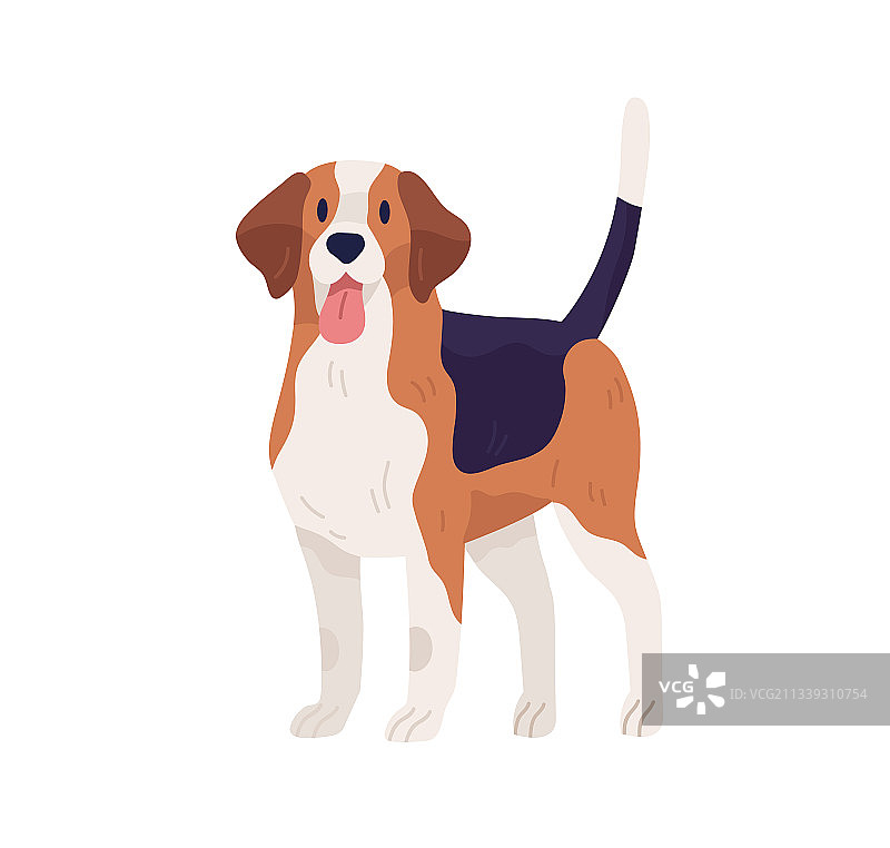 猎犬：比格犬图片素材