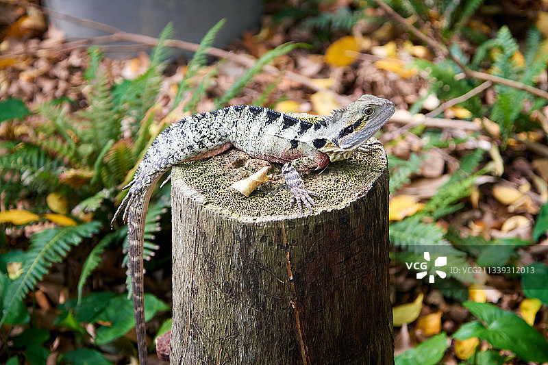 蜥蜴的一种——变色树蜥图片素材