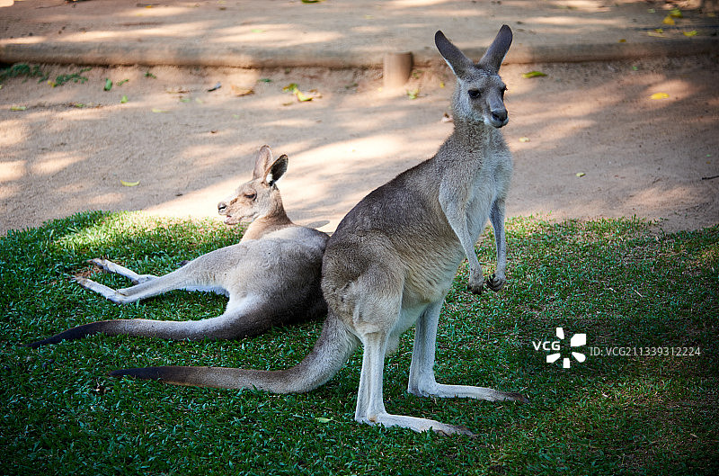 袋类动物的典型代表——澳大利亚袋鼠图片素材