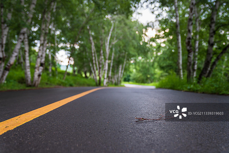 夏日森林公路图片素材