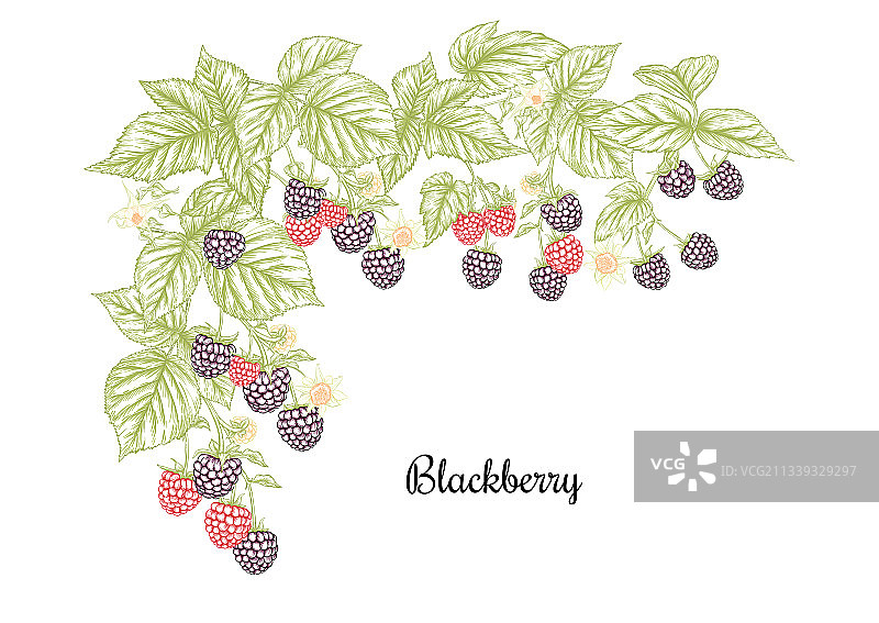 树枝上的成熟黑莓剪贴画套装图片素材