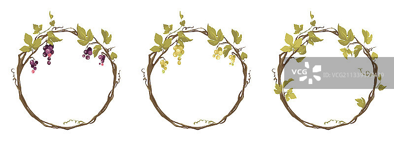 葡萄藤图片素材