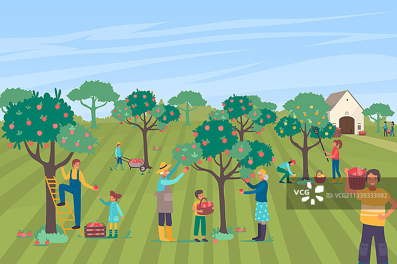 农民一起采摘苹果图片素材