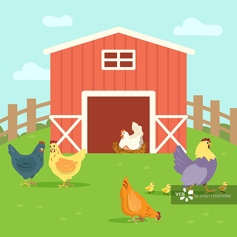 在农家庭院里散步的可爱母鸡和小鸡图片素材