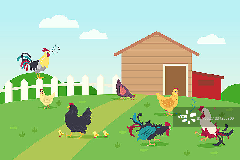 乡村的活母鸡和公鸡图片素材