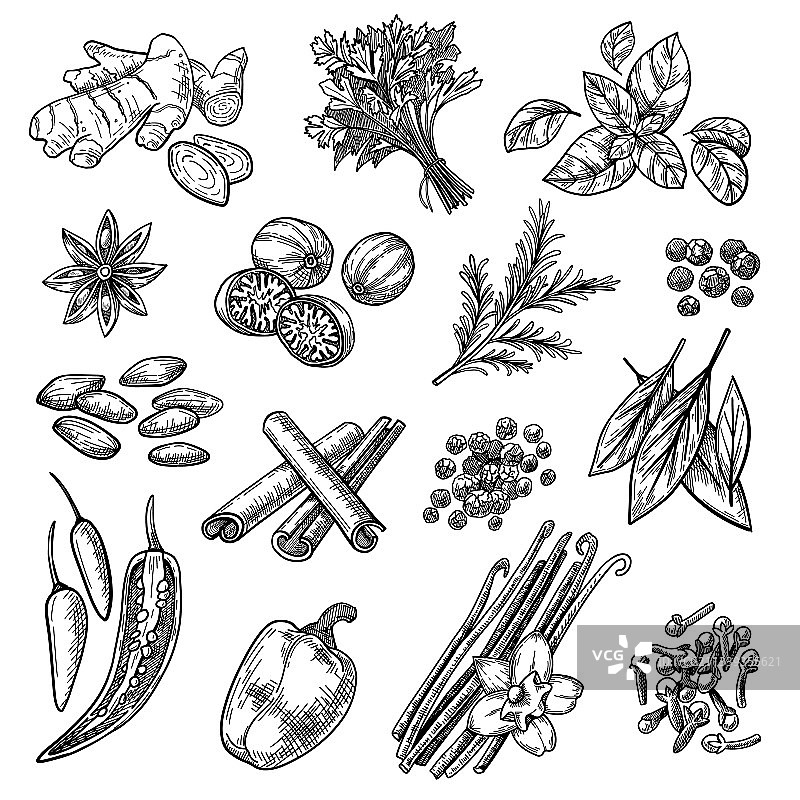 香料素描合集图片素材