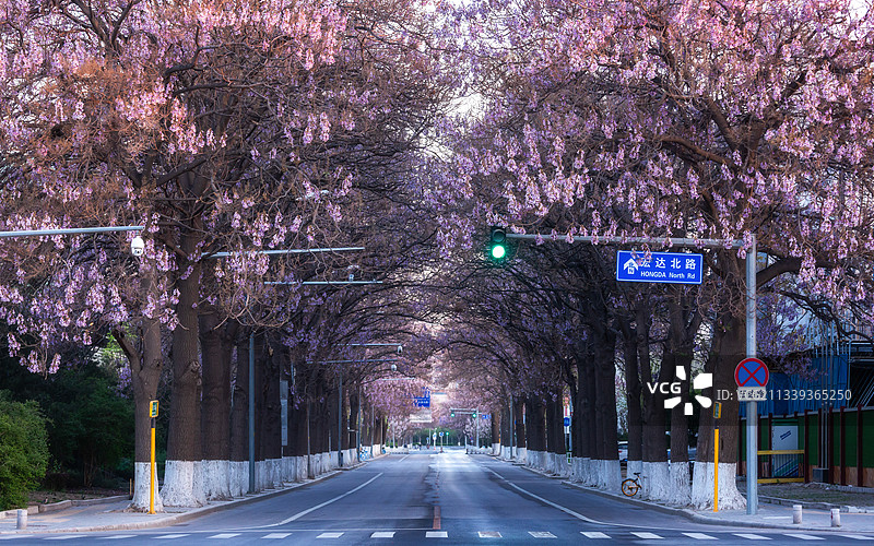泡桐花の道图片素材