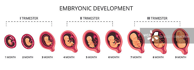 胚胎月份阶段性生长和胎儿发育图片素材