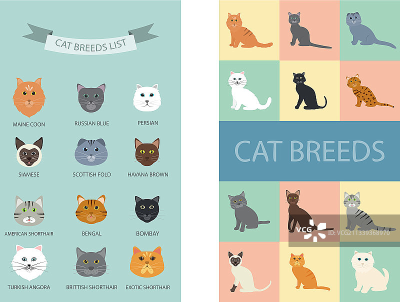 卡通动物：可爱猫咪品种列表图片素材