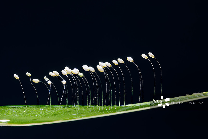 草蛉虫卵图片素材