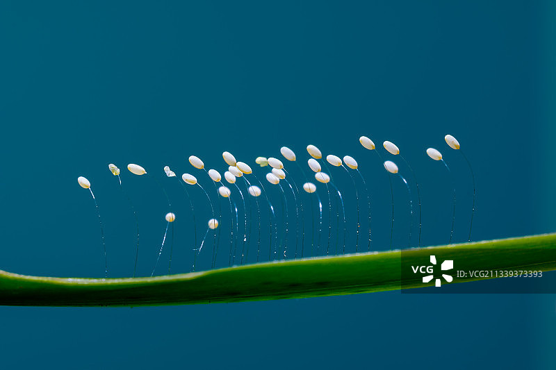 草蛉虫卵图片素材