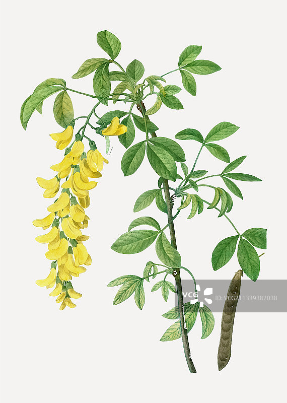 普通金链花图片素材