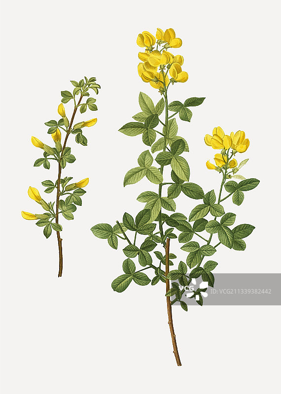 普通金雀花图片素材