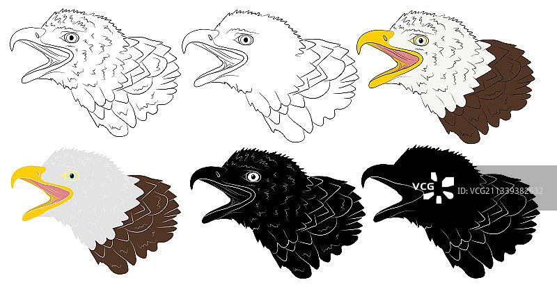 秃鹰头像图片素材