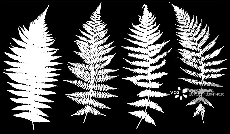 蕨类植物集合图片素材