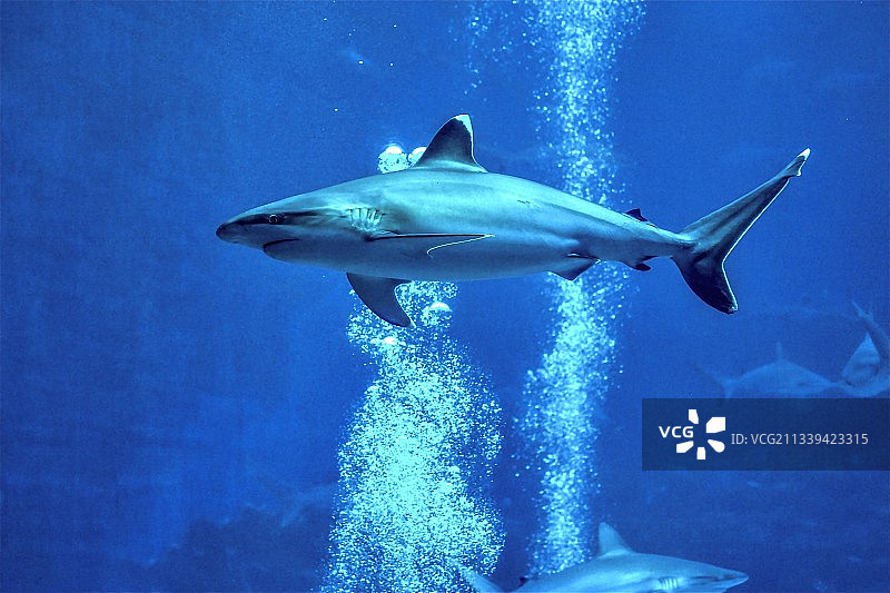 鲨图片素材