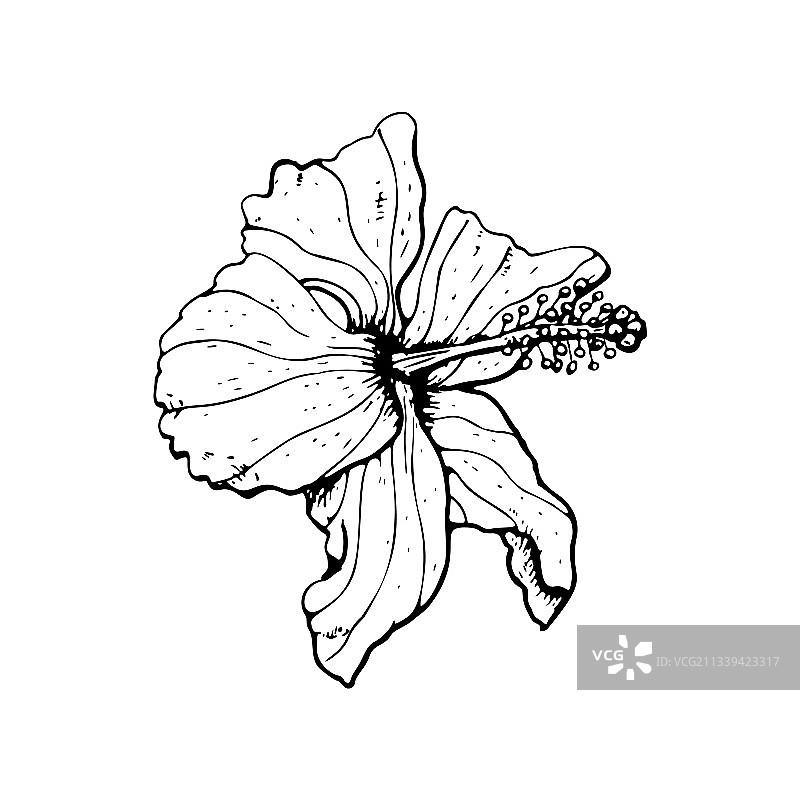 黑色轮廓的线条艺术芙蓉花图片素材