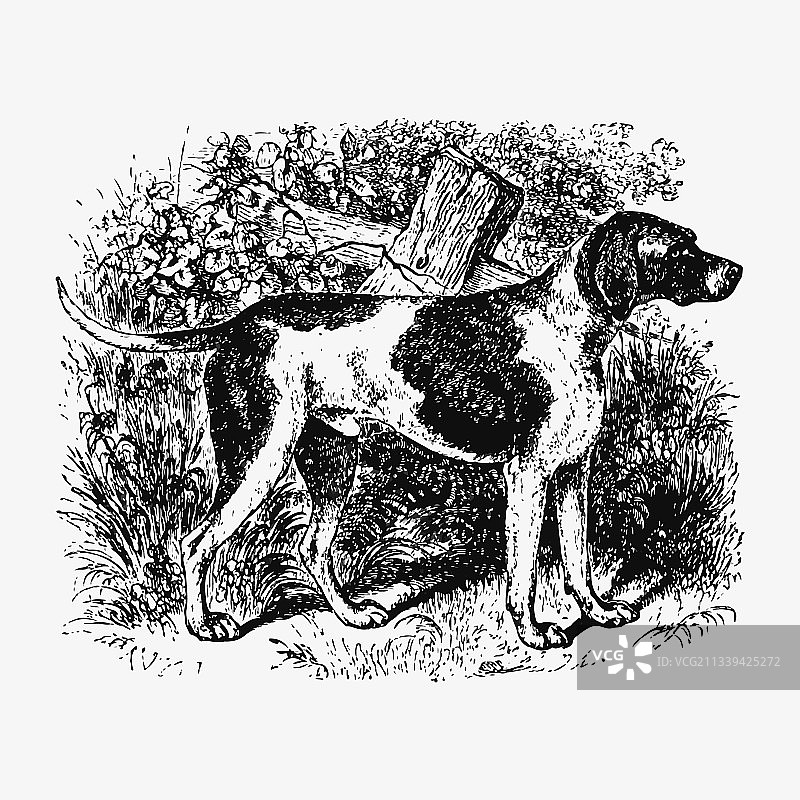 家养猎犬图片素材