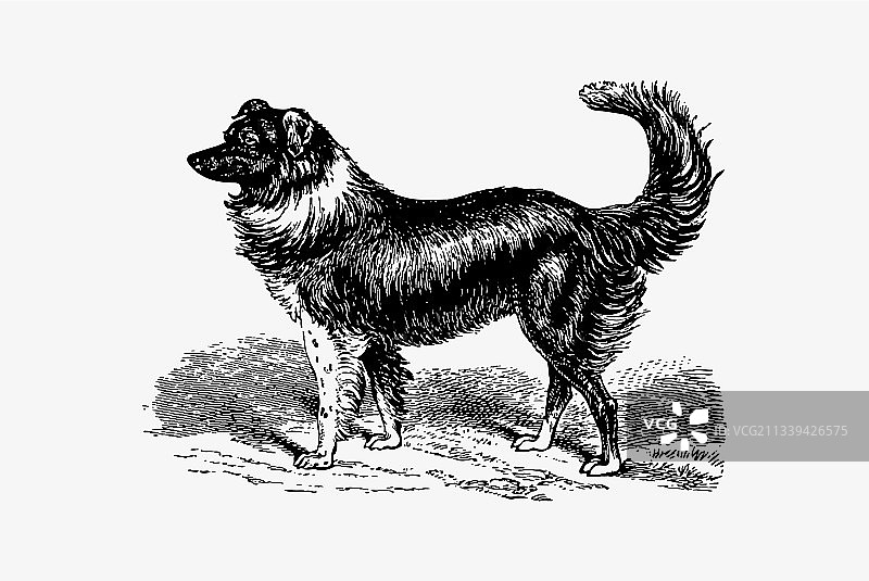 狗复古画图片素材