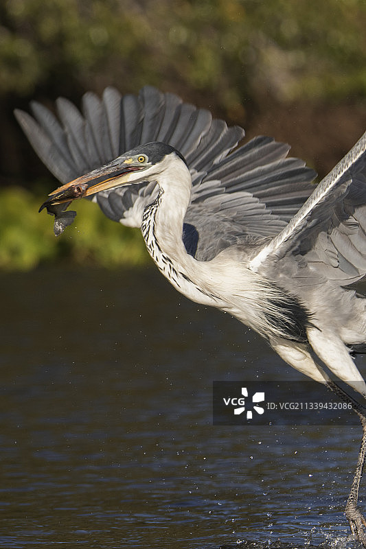 白颈苍鹭捕鱼特写图片素材
