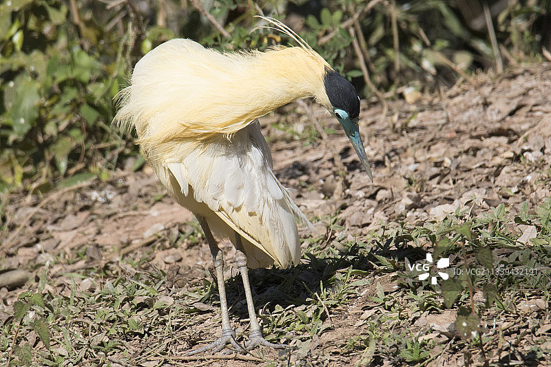 棕头鹭图片素材