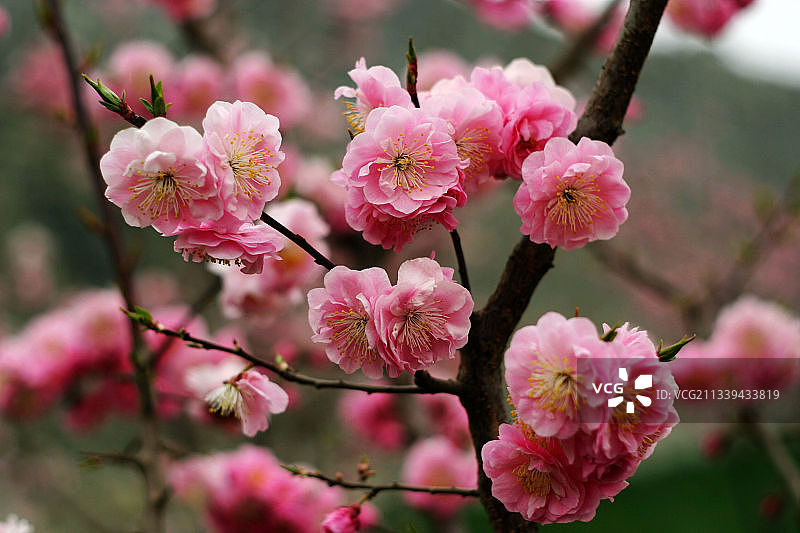 春色红梅图片素材