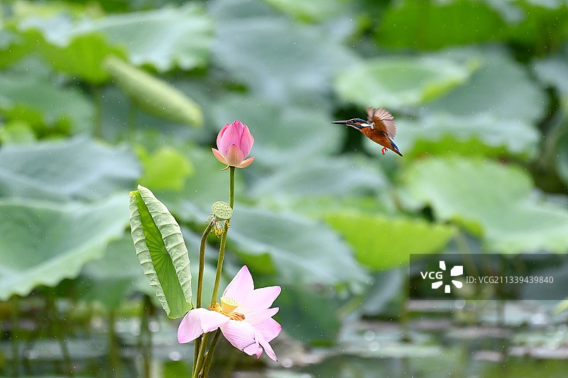 小翠奔荷图片素材