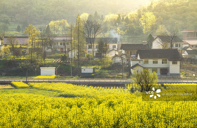 陕西汉中的油菜花海，乡村春天的气息与味道图片素材