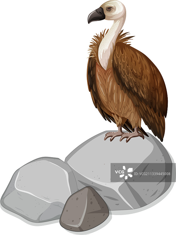 白色背景下的石头上的秃鹫图片素材