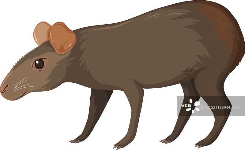 白色背景上的野生水豚图片素材